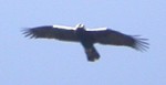 Spanish Imperial Eagle  - Aquila adalbertii © John Muddeman